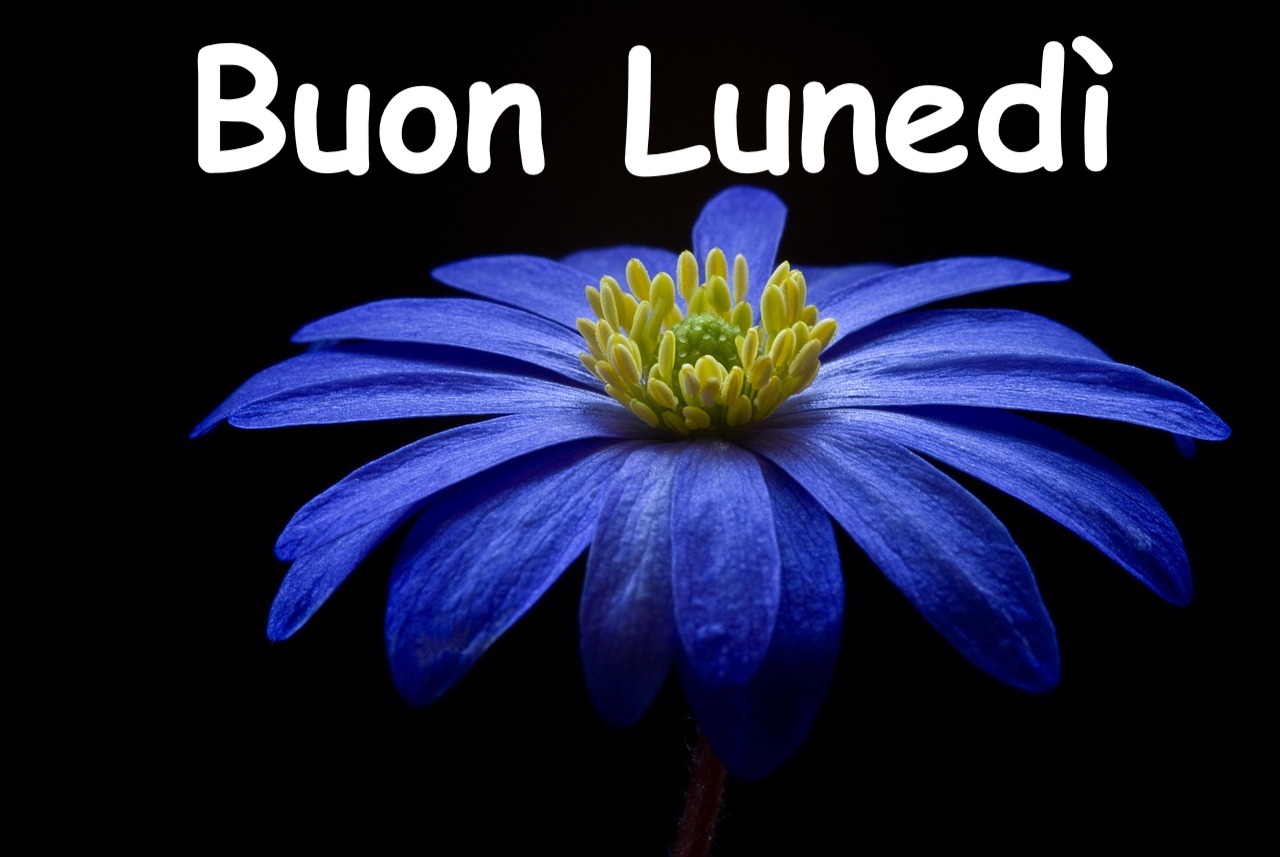   immagine di un fiore dai petali blu con scritto buon lunedì